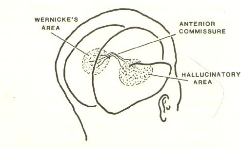 bicameralmindmodel